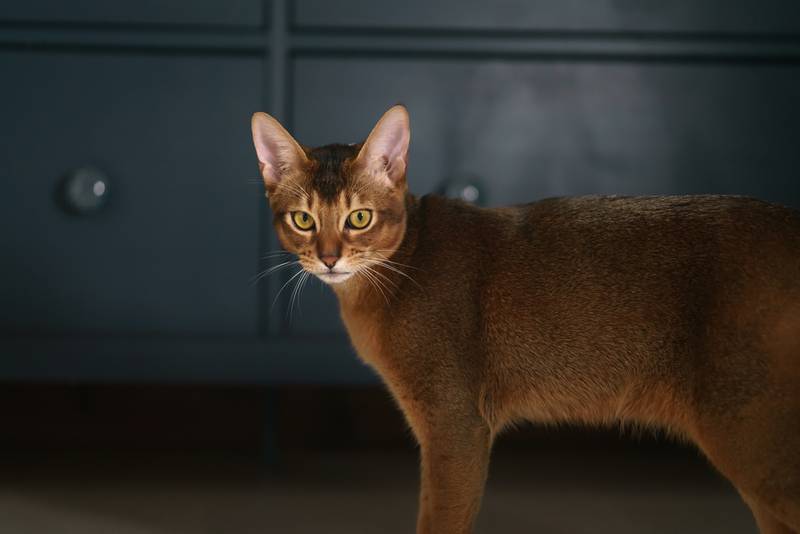 абиссинская кошка котята