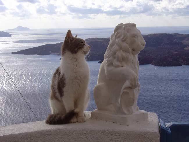 эгейская кошка котята