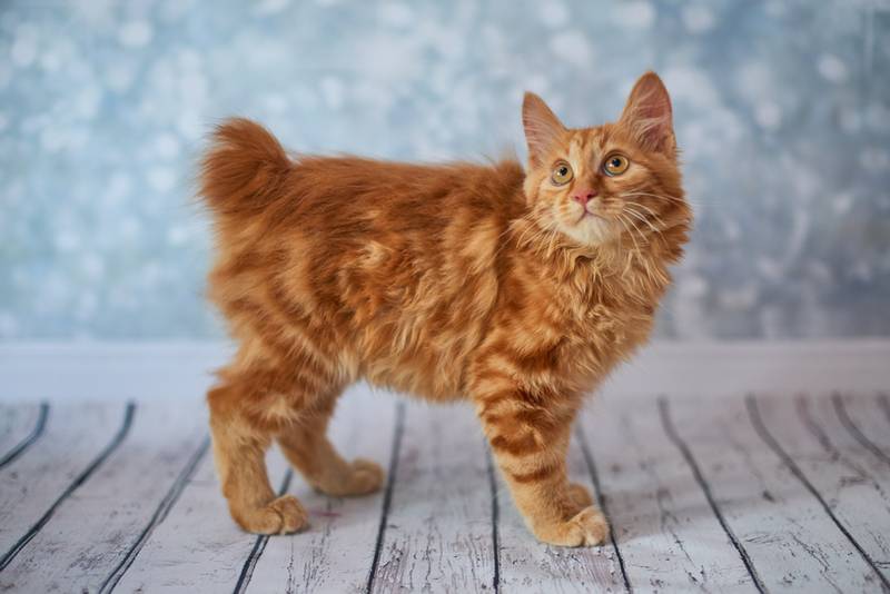 американский бобтейл котята