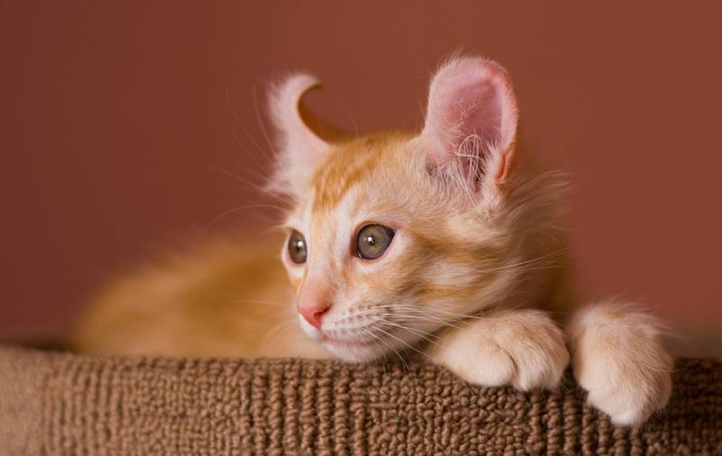 американский кёрл котята
