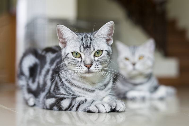 американская короткошерстная кошка