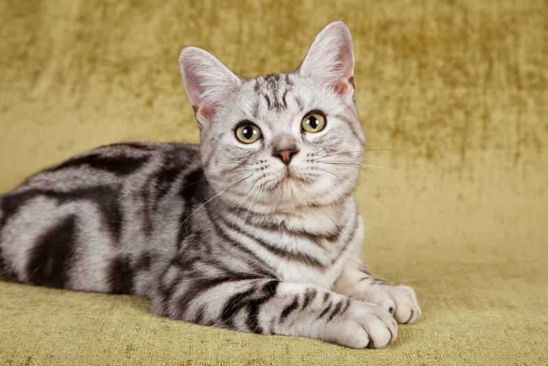 американская короткошерстная кошка котята