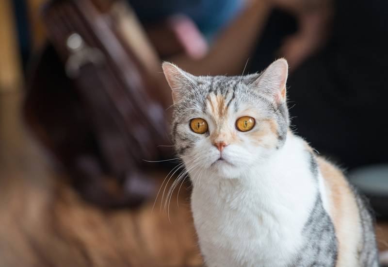 американская жесткошерстная кошка котята