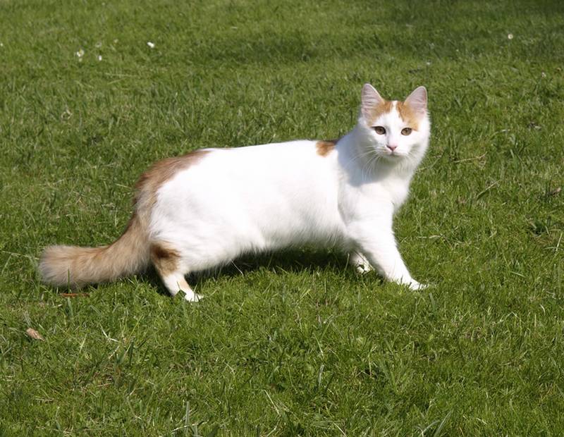 анатолийская кошка котята