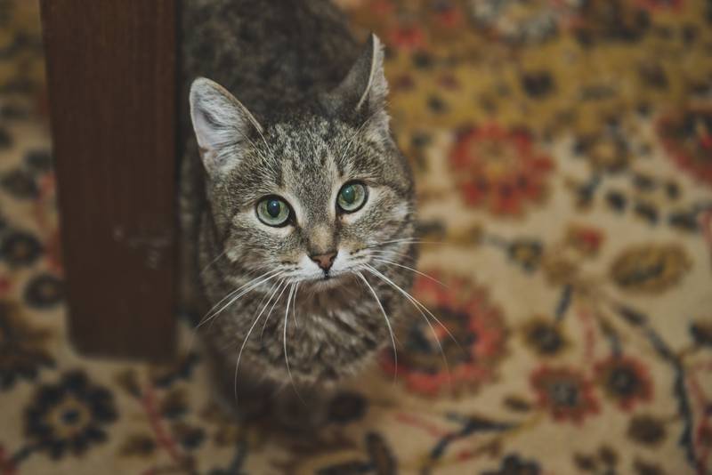 аравийский мау котята