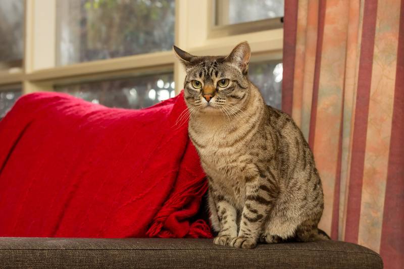 австралийский мист котята