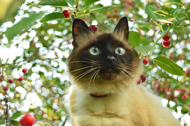 балинезийская кошка