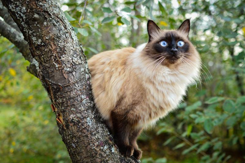 балинезийская кошка фото