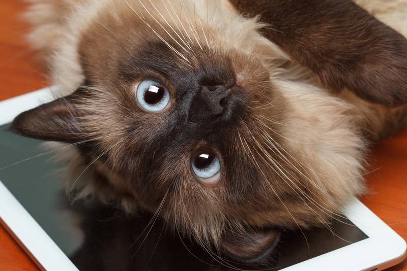 балинезийская кошка котята