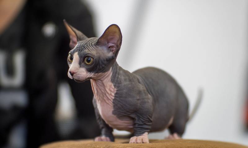 бамбино котята
