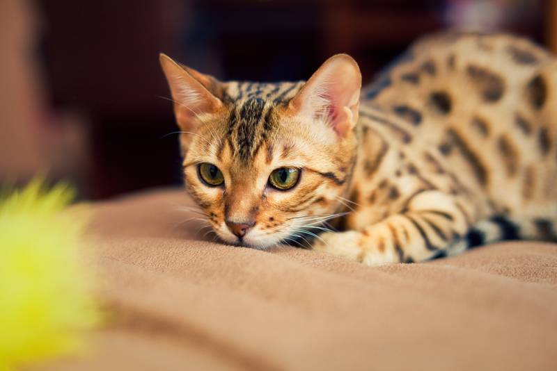 бенгальская кошка