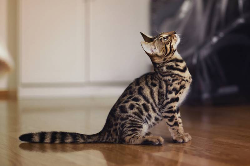 бенгальская кошка фото