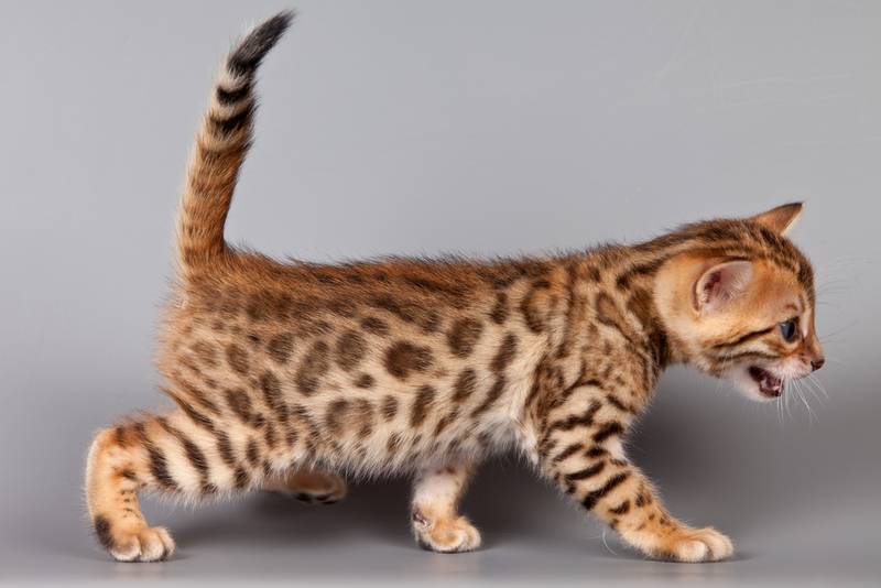 бенгальская кошка котята