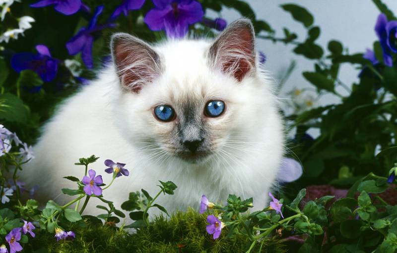 бирманская кошка котята