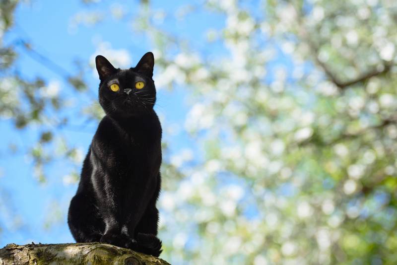 бомбейская кошка