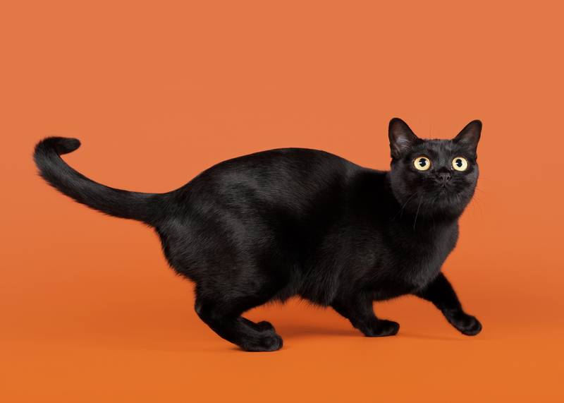 бомбейская кошка котята