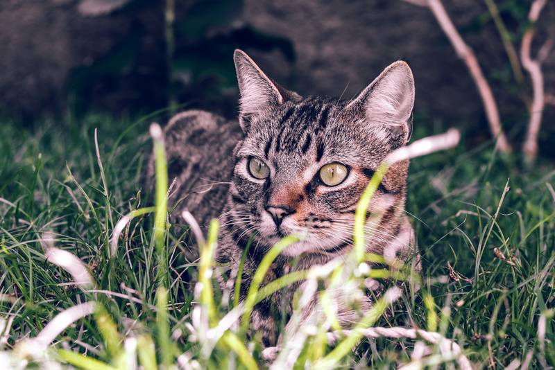 бразильская короткошерстная кошка