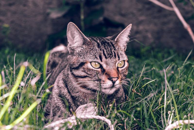 бразильская короткошерстная кошка фото