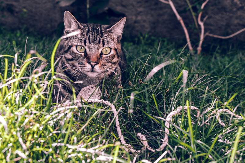 бразильская короткошерстная кошка котята