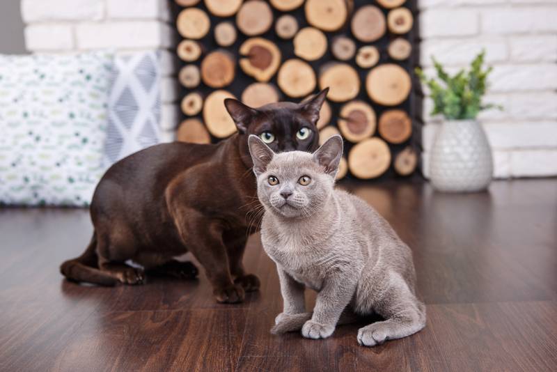 бурманская кошка котята