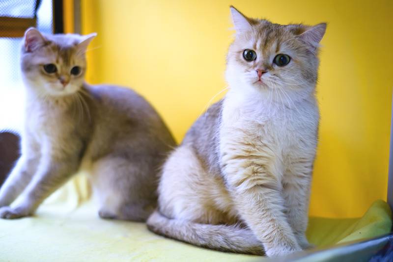 бурмилла котята