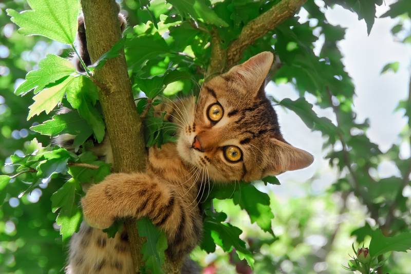 европейская короткошерстная кошка