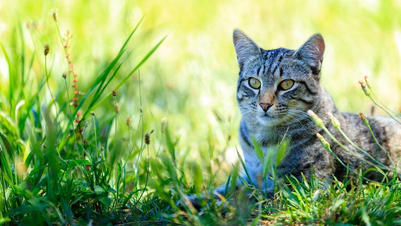 европейская короткошерстная кошка фото