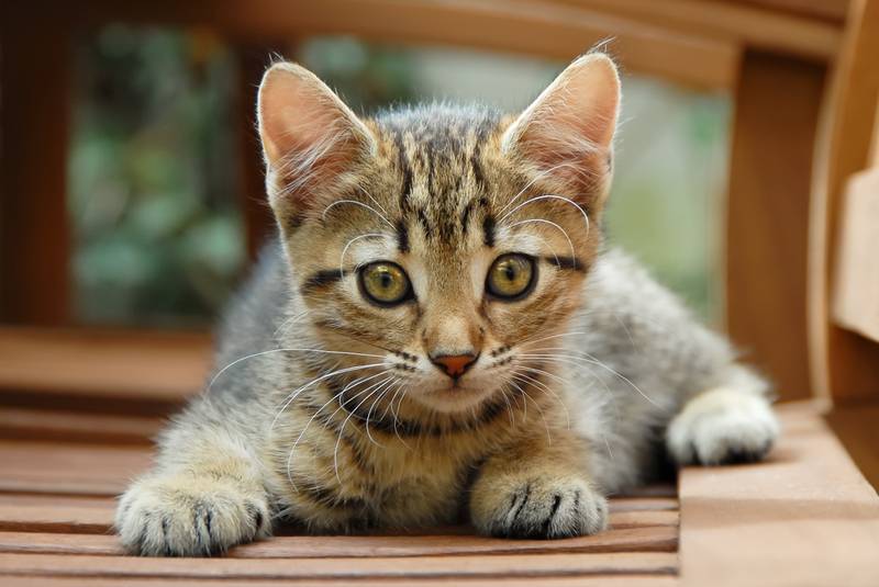 европейская короткошерстная кошка котята