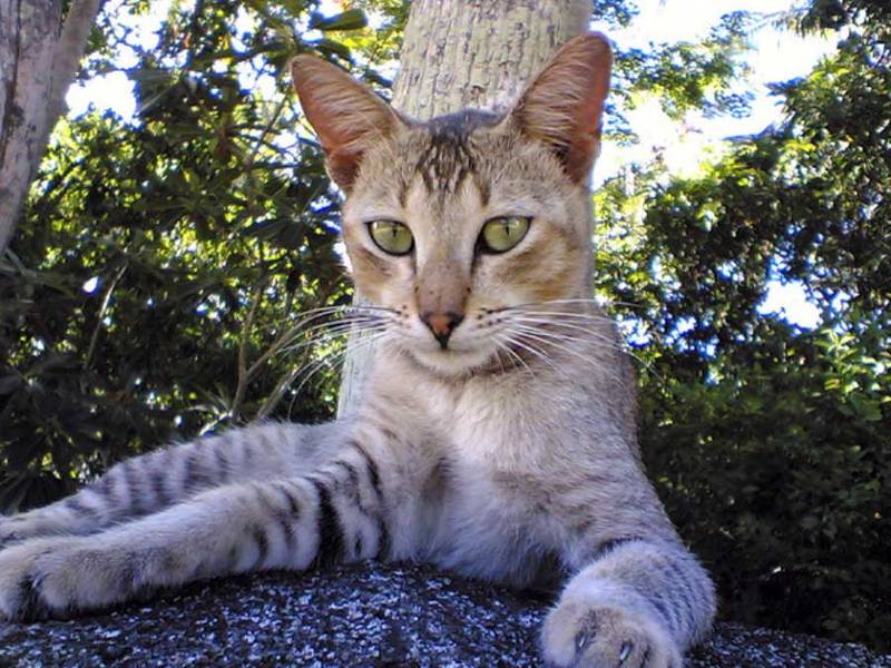 цейлонская кошка