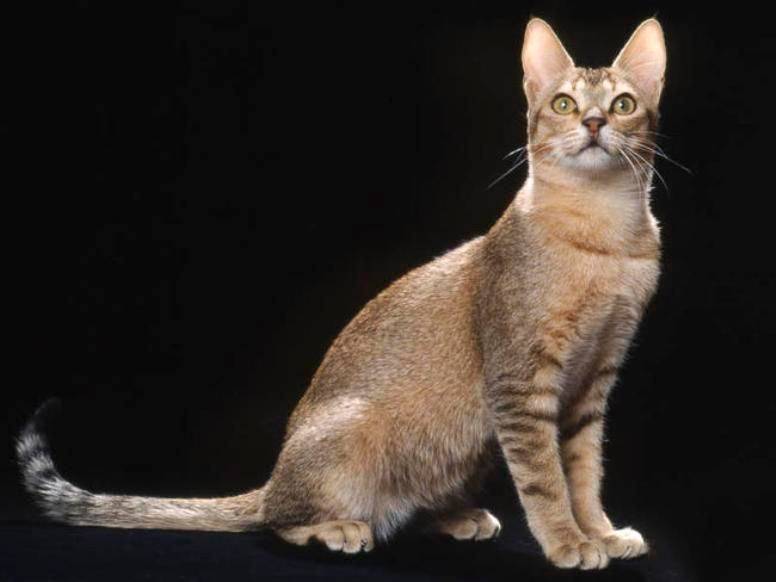 цейлонская кошка котята