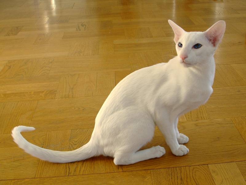 форин вайт котята