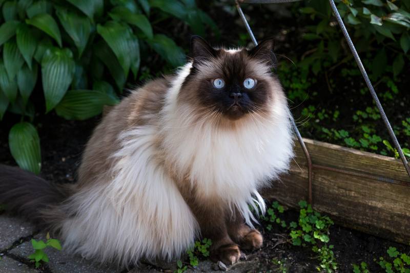 гималайская кошка