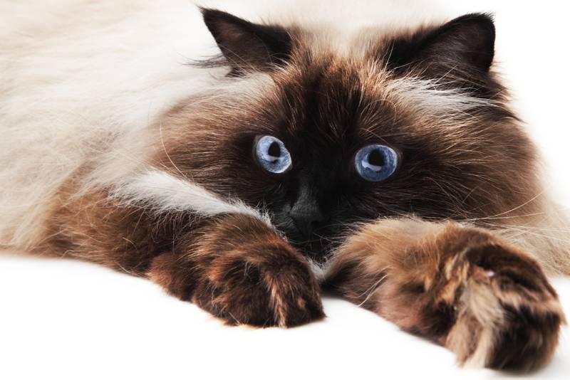 гималайская кошка фото