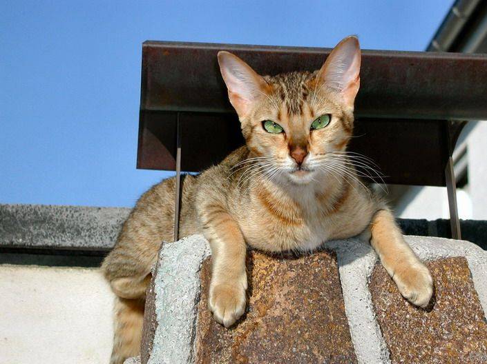 канаани котята