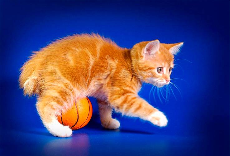 карельский бобтейл котята