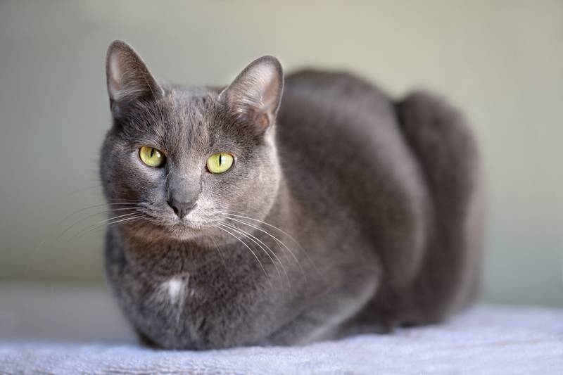 корат котята