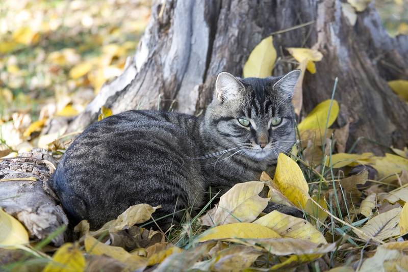 мэнкс или мэнская кошка котята