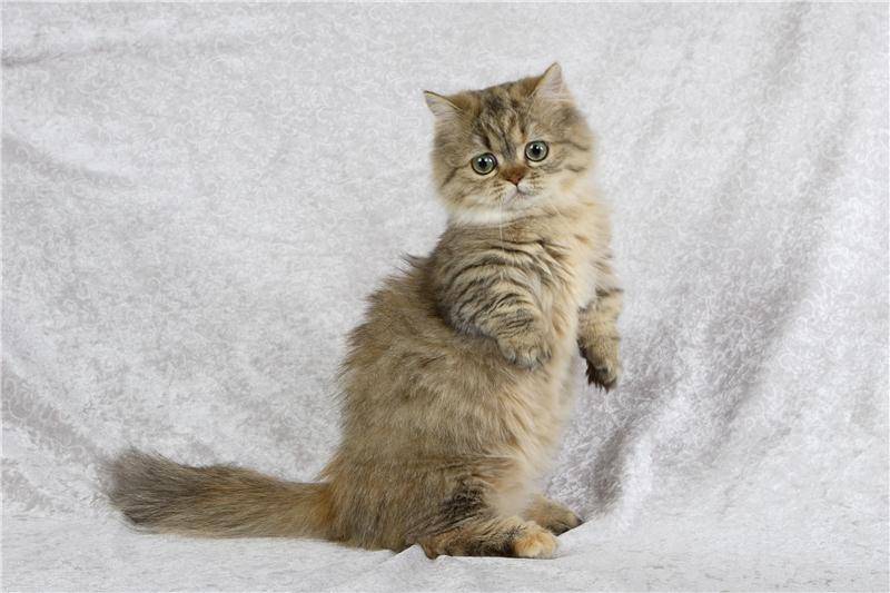 менуэт котята