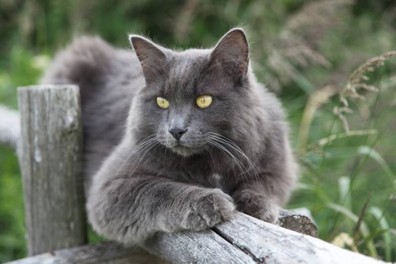 нибелунг котята