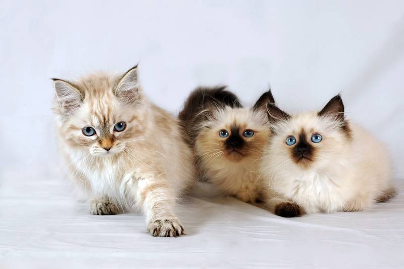 невская маскарадная котята