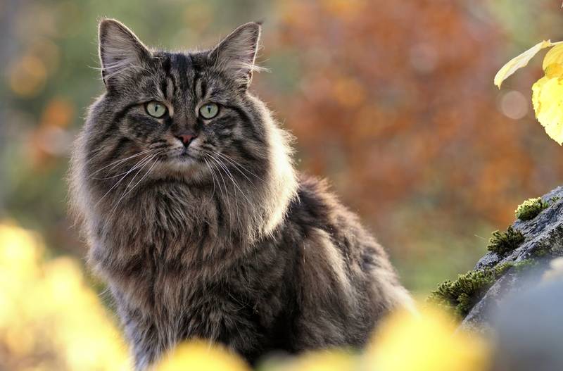 норвежская лесная кошка