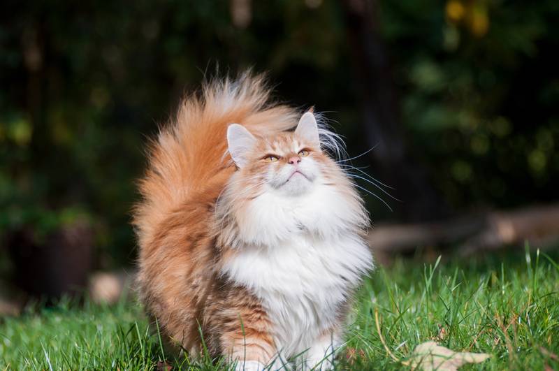 норвежская лесная кошка фото