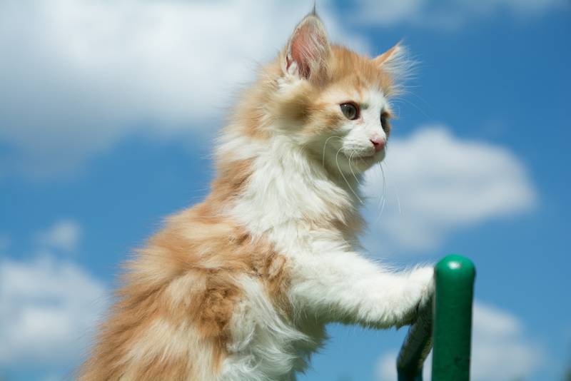норвежская лесная кошка котята