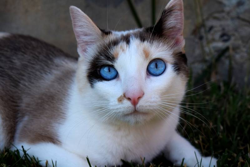 охос азулес котята