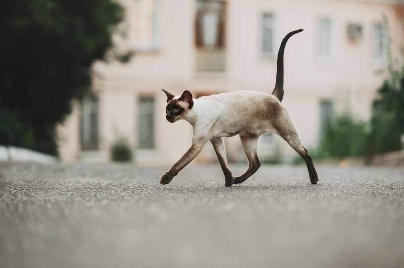 ориентальная кошка фото