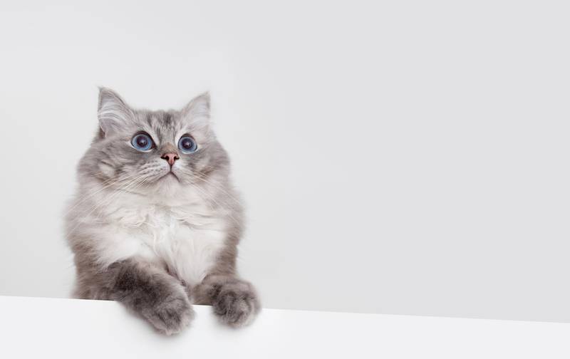 рэгдолл котята
