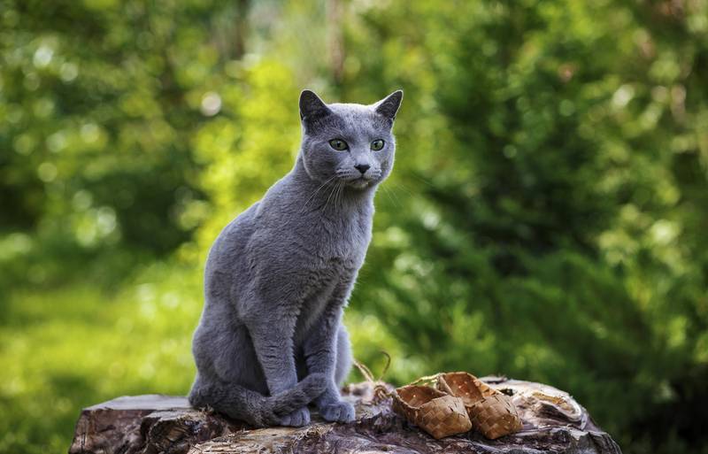 русская голубая кошка