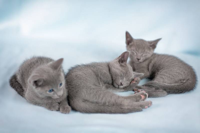 русская голубая кошка котята