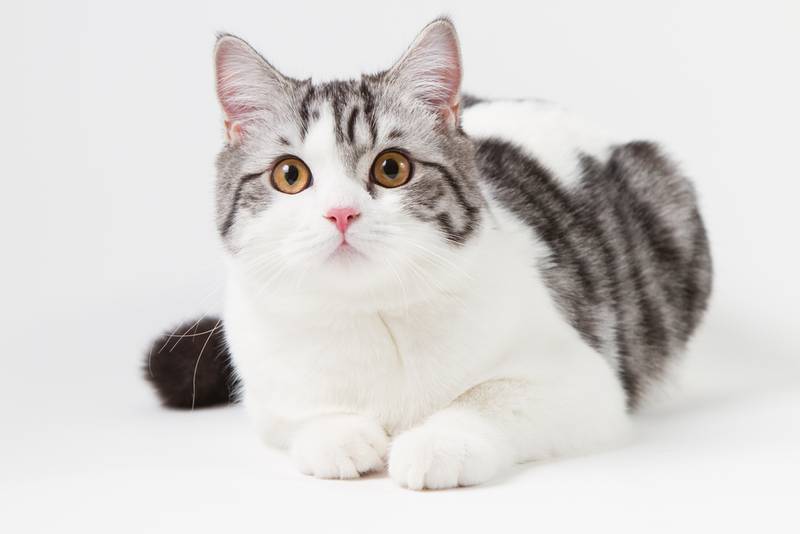 скоттиш страйт