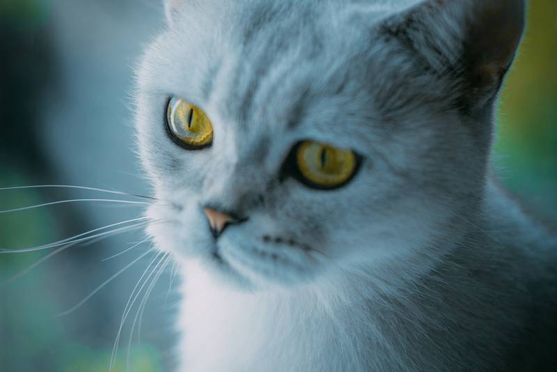 скоттиш страйт котята